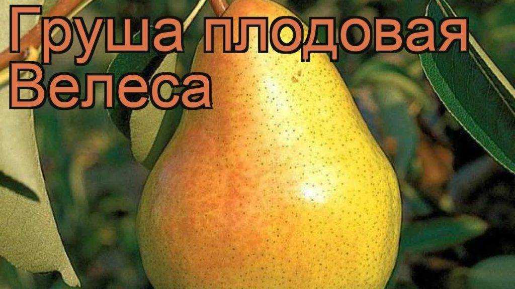 Груша велеса: описание и характеристика сорта, выращивание, посадка и уход