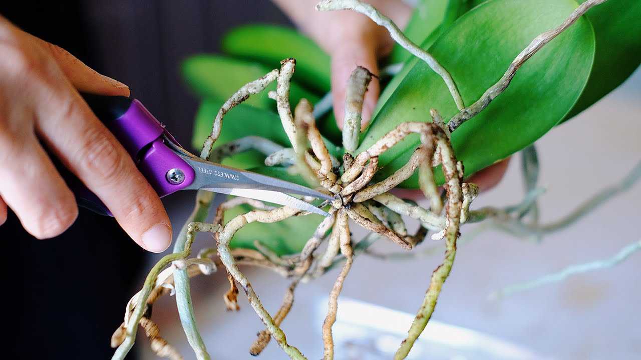 Как правильно пересадить орхидею в другой горшок в домашних условиях?