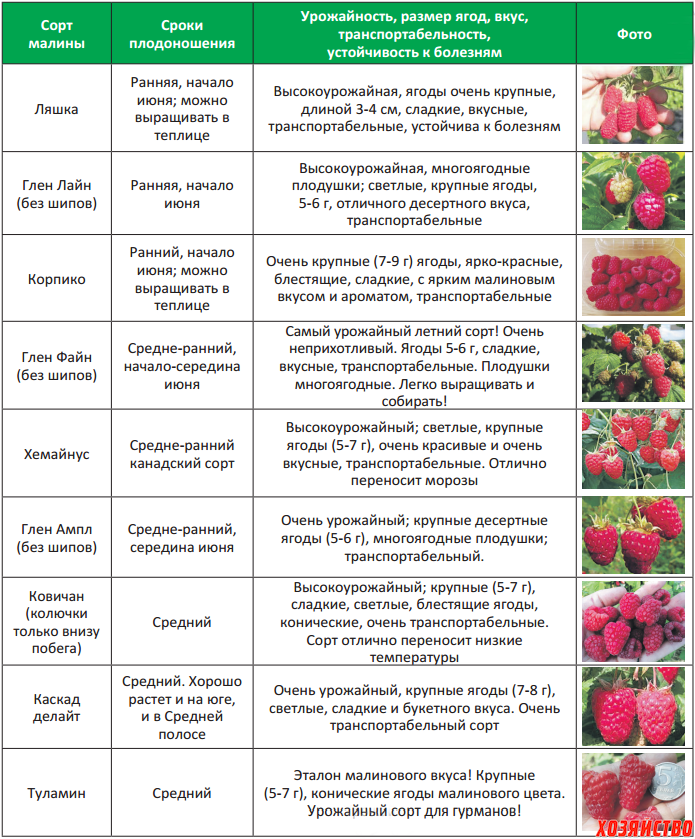 Черешня ревна