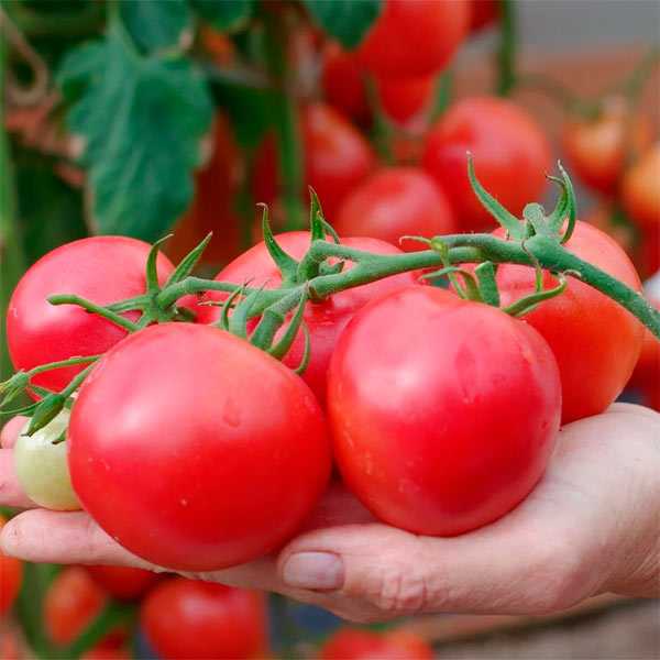 Лимеранс томат характеристика и описание сорта фото