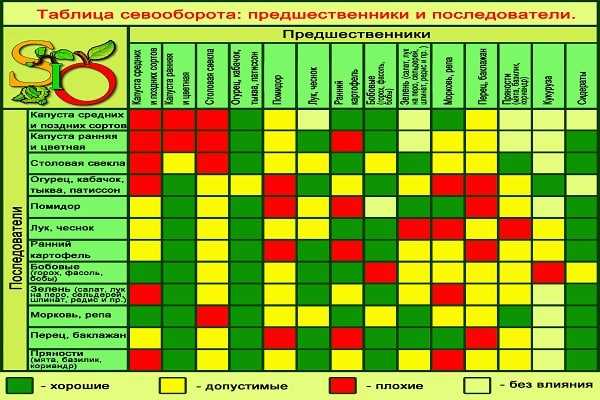Что сажать после помидор на следующий год в открытый грунт, в теплице? после чего сажать помидоры