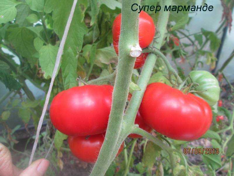 Томат марманде: характеристика и описание индетерминантного сорта с фото