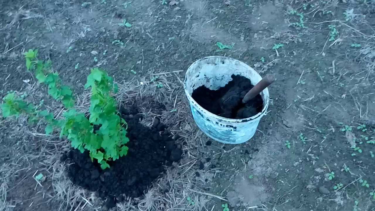 Подкормка картофельными очистками