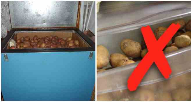 Можно ли картошку оставить в воде. Холодильник для картошки. Отсек для картошки в погребе. Ящик для картошки в подвал. Погреб под картошку.