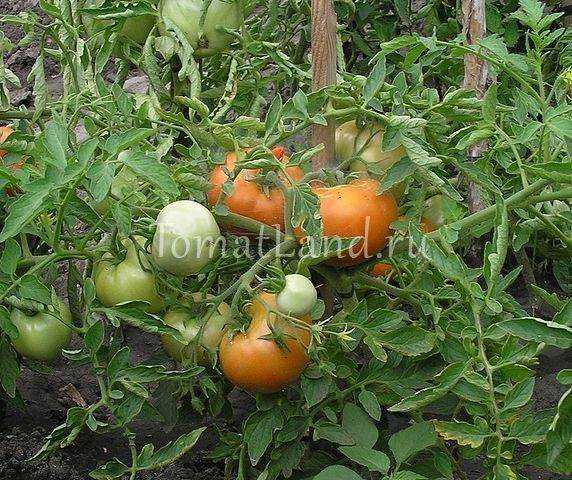 Ранний 83 томат описание фото. Томат ранний 83 огородное изобилие. Сорт помидоров ранний 83. Томат ранний 83 --- р.