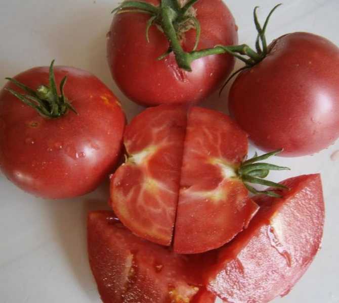 Сибирский богатырь: крупноплодный томат алтайский шедевр