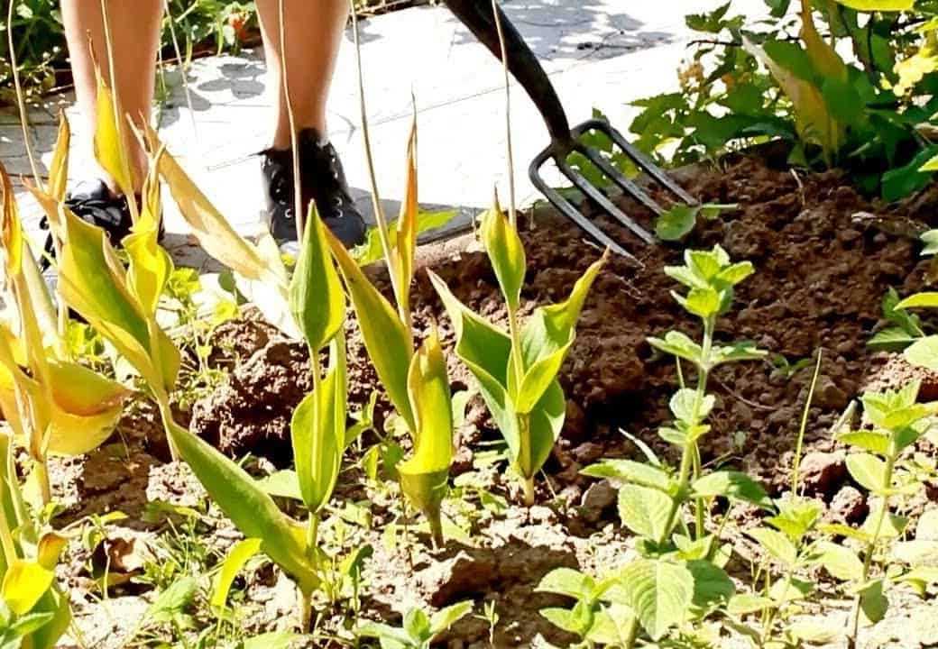 Когда сажать тюльпаны весной в открытый грунт луковицами