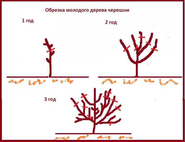 Как обрезать калину весной схема