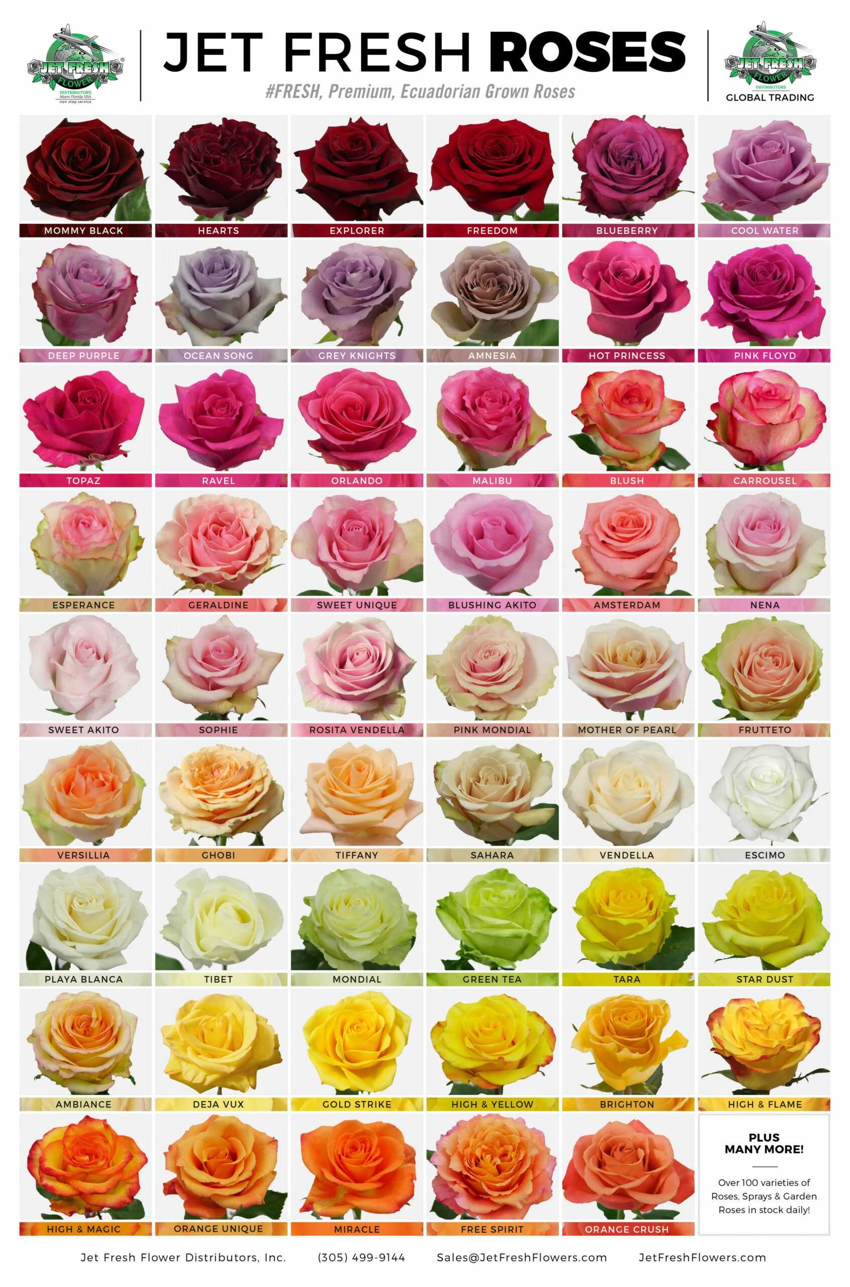Разновидности роз с фото и описанием на русском