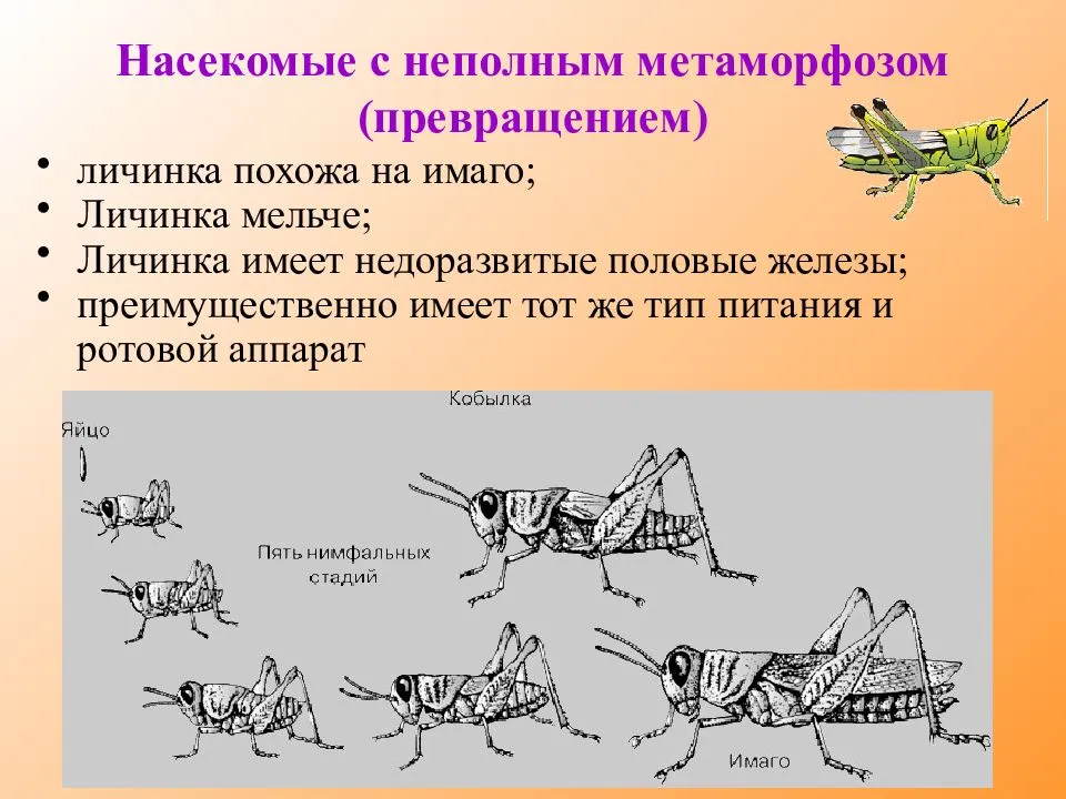 Какой тип развития характерен для зеленого кузнечика изображенного на рисунке 1 обоснуйте свой ответ