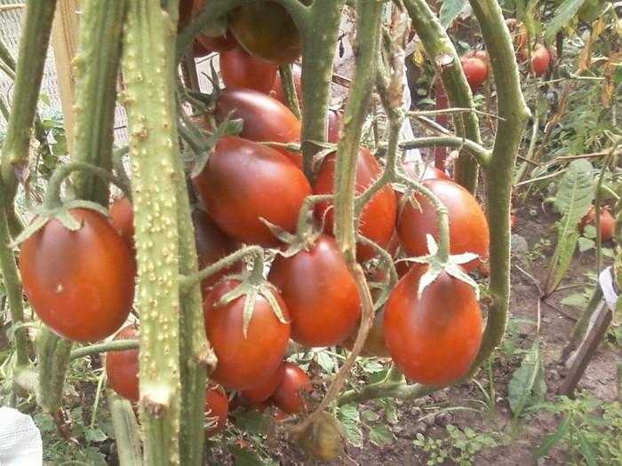 Урожайный экзот: черный томат де барао