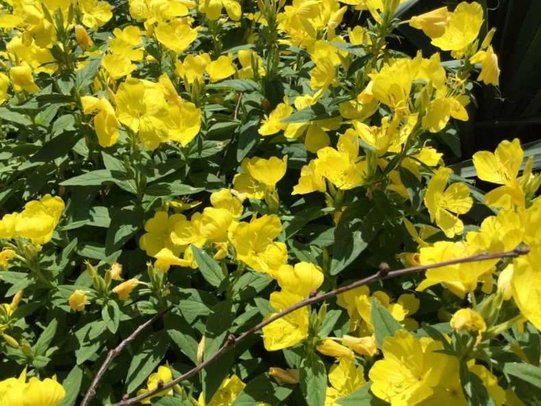 Садовый цветок энотера фото и уход за ними