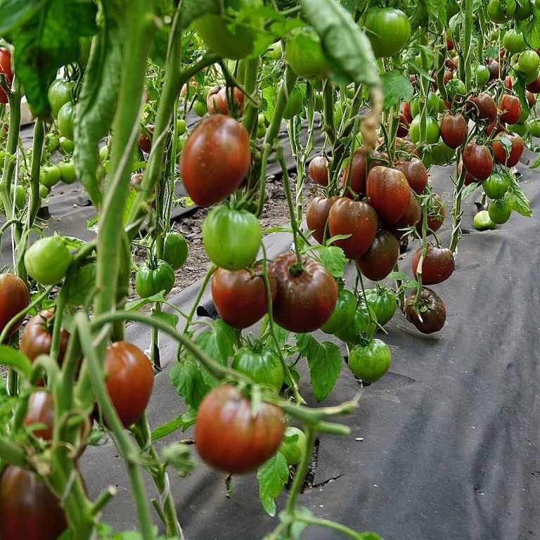 Томат черное сердце бреда: отзывы, фото, урожайность