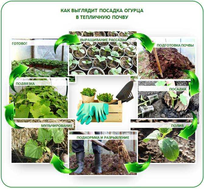 Когда сажать огурцы на рассаду