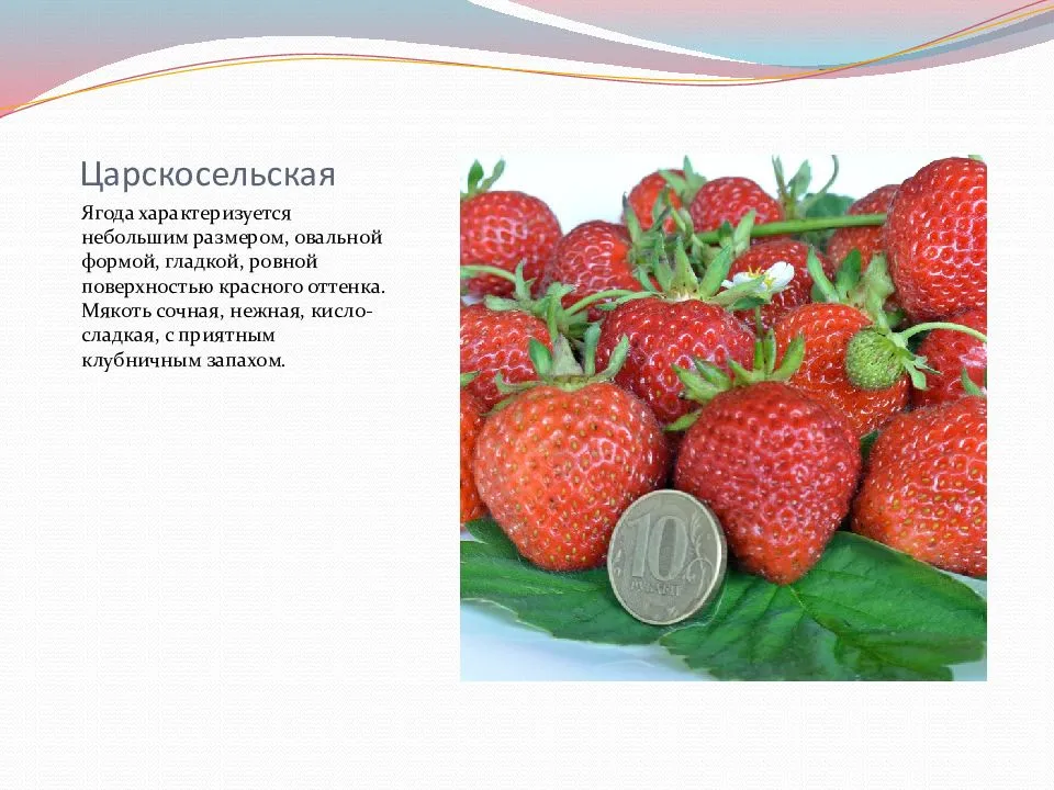 Клубника купчиха - описание сорта, фото, отзывы | огородникам инфо