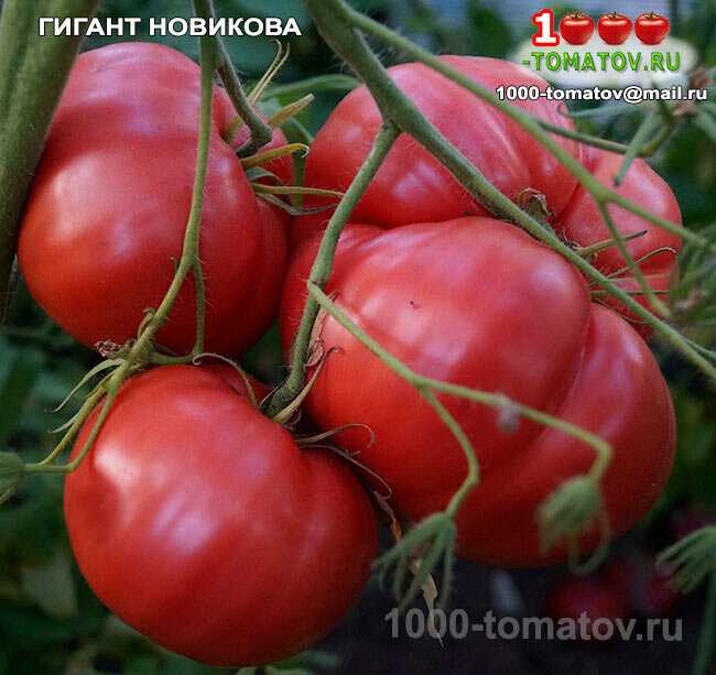 Томат гигант новикова: характеристика и описание сорта, отзывы тех кто сажал помидоры об их урожайности, фото растения