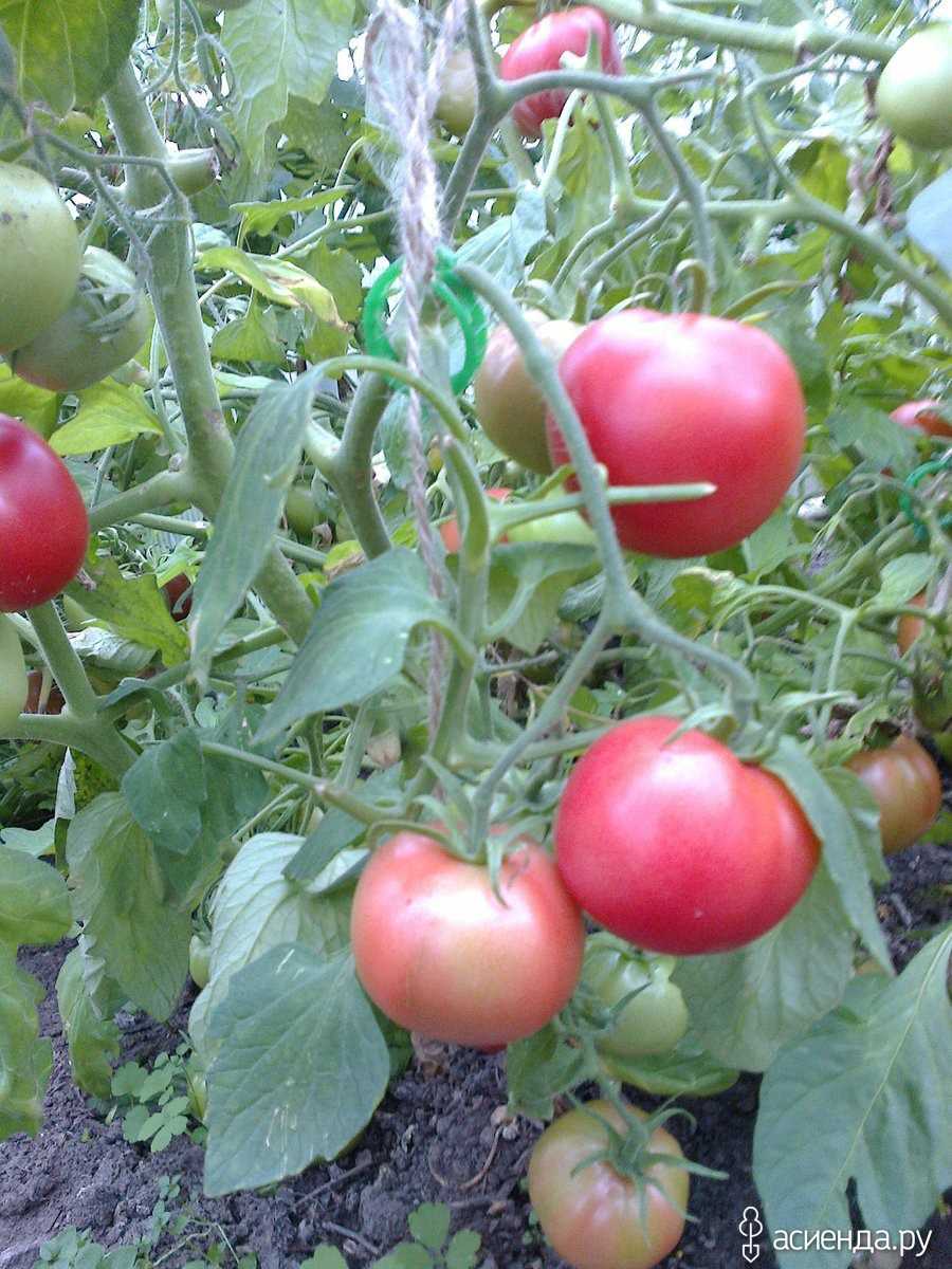 Томат малиновое виконте: описание сорта, отзывы, фото | tomatland.ru