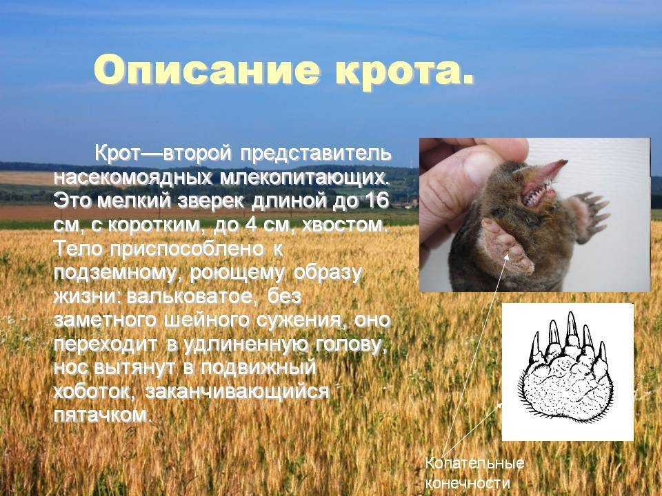 Крот описание животного для детей коротко о главном