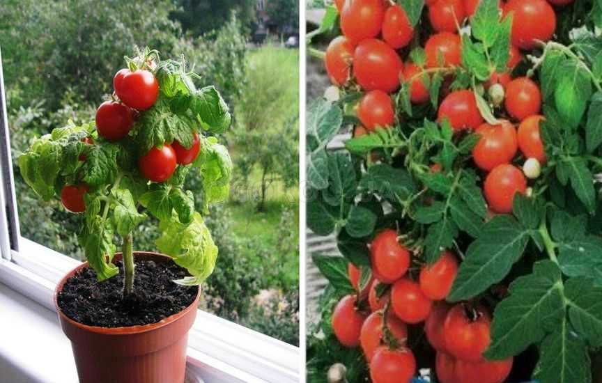 Томат жемчужина красная: описание сорта, отзывы, фото | tomatland.ru