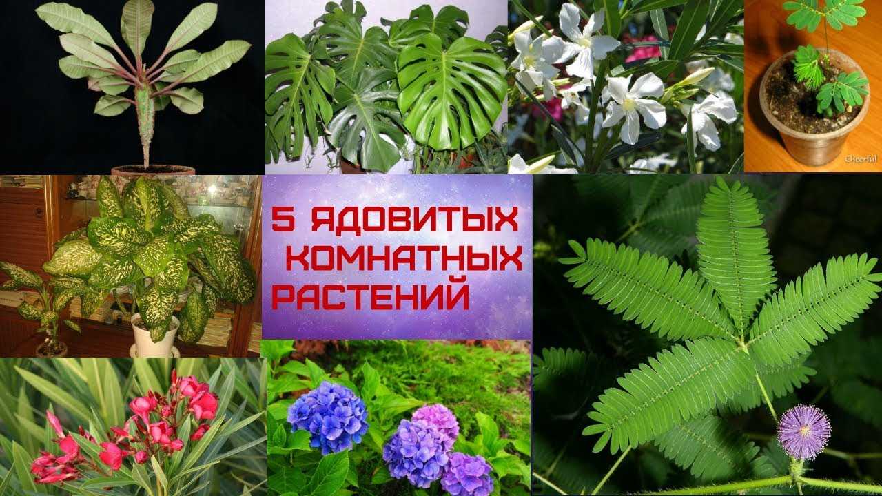 Топ-25 цветов и растений которые нельзя держать дома