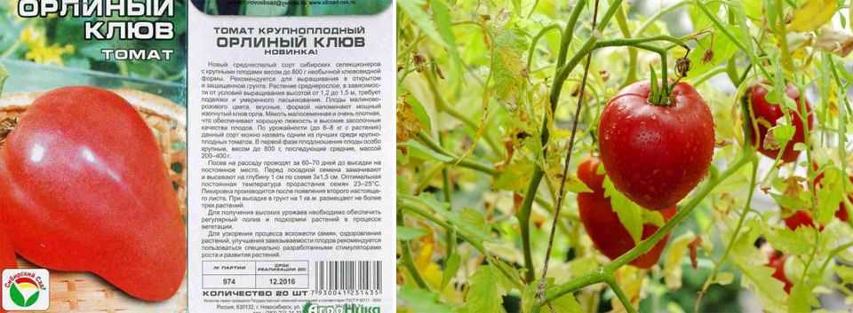 Томат орлиный клюв. описание сорта с фото, отзывы, урожайность, характеристика