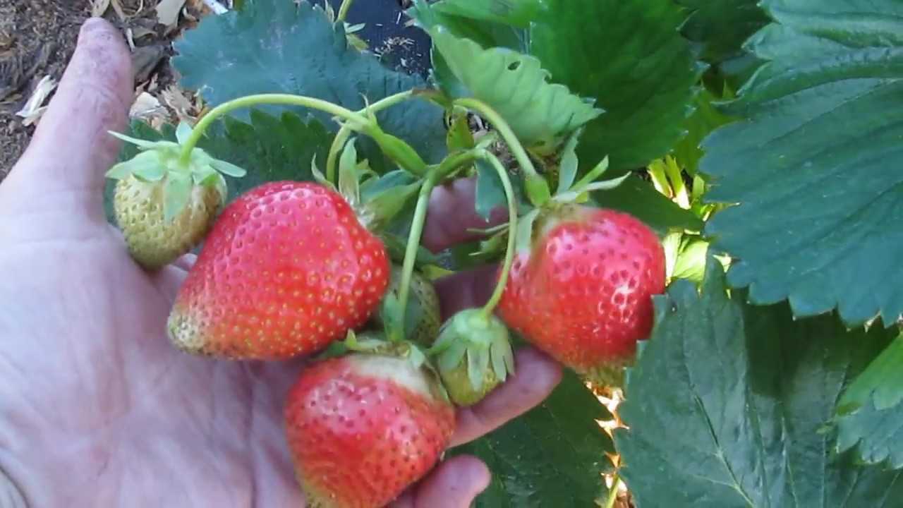 Описание и характеристика клубники сорта ирма, нюансы посадки и ухода