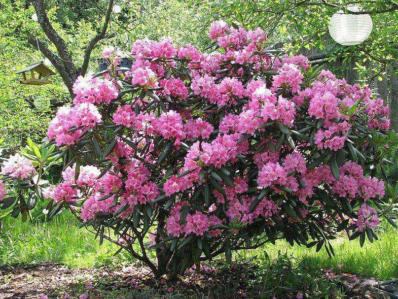 Рододендрон (rhododendron) – уход, фото, виды