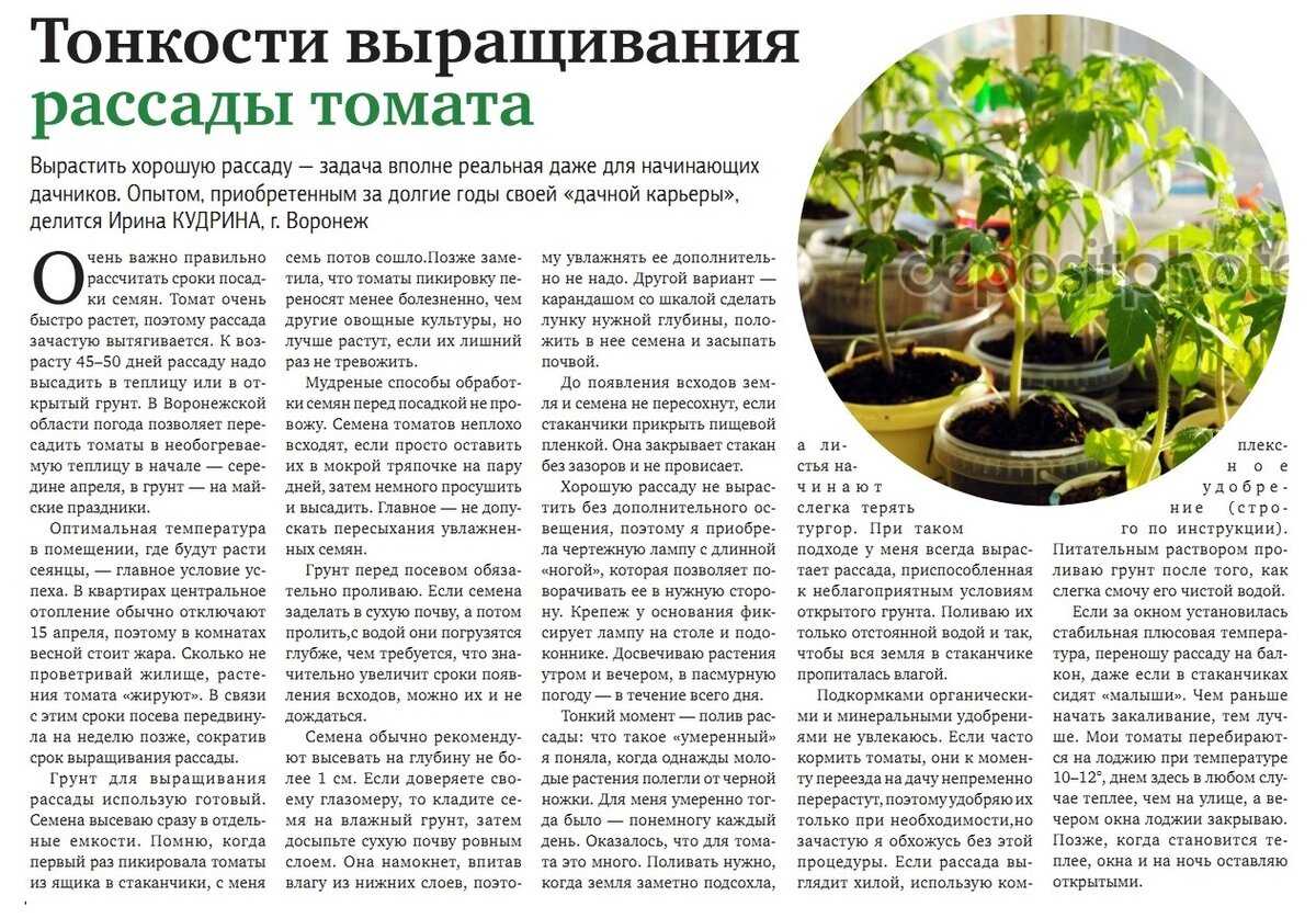 Как часто и какой водой поливать помидоры в теплице после высадки, во время цветения и плодоношения