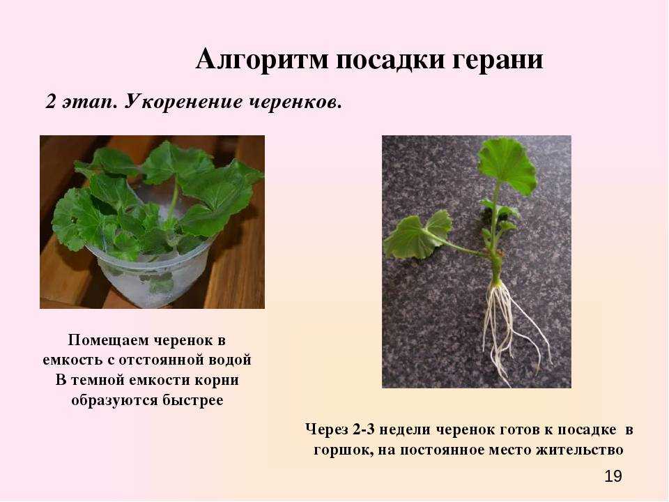 Как вырастить герань: особенности посадки и выращивания, полив и освещение, виды размножения, фото - sadovnikam.ru