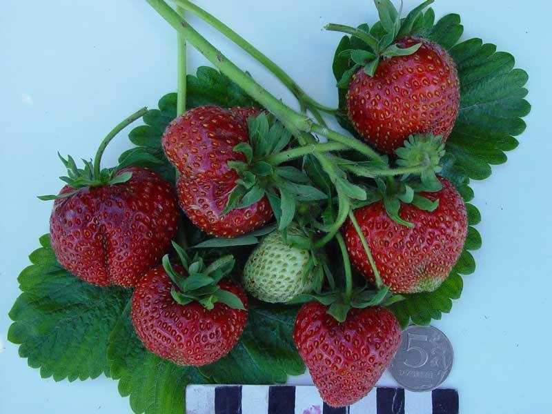 Лучшие сорта клубники: ранние, средние, поздние и ремонтантные