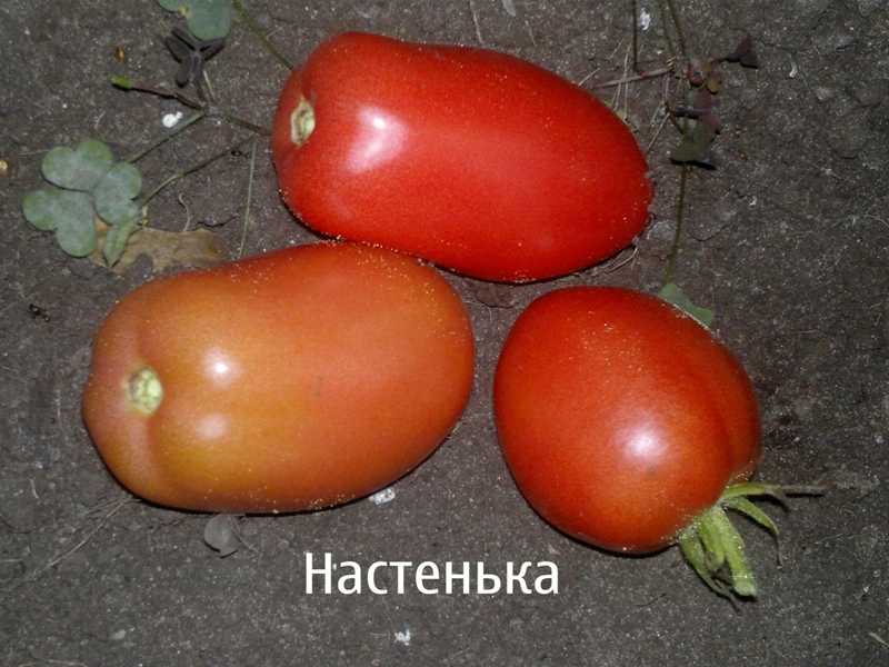 Томат настенька описание сорта фото отзывы %
