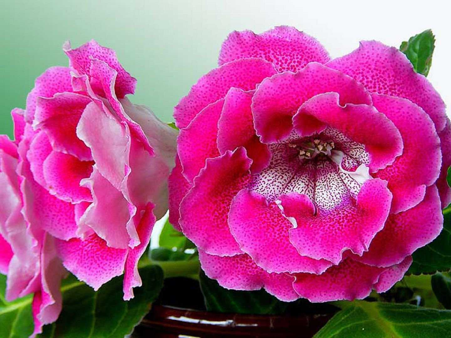 Глоксиния роза Нарнии