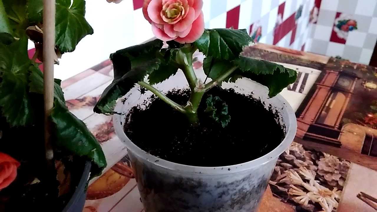 Размножение клубневой бегонии черенками: можно ли использовать этот процесс разведения, как укоренить цветок правильно, советы по последующему уходу