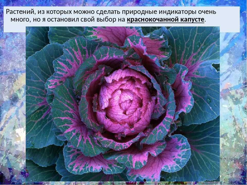 Описание сортов краснокочанной капусты