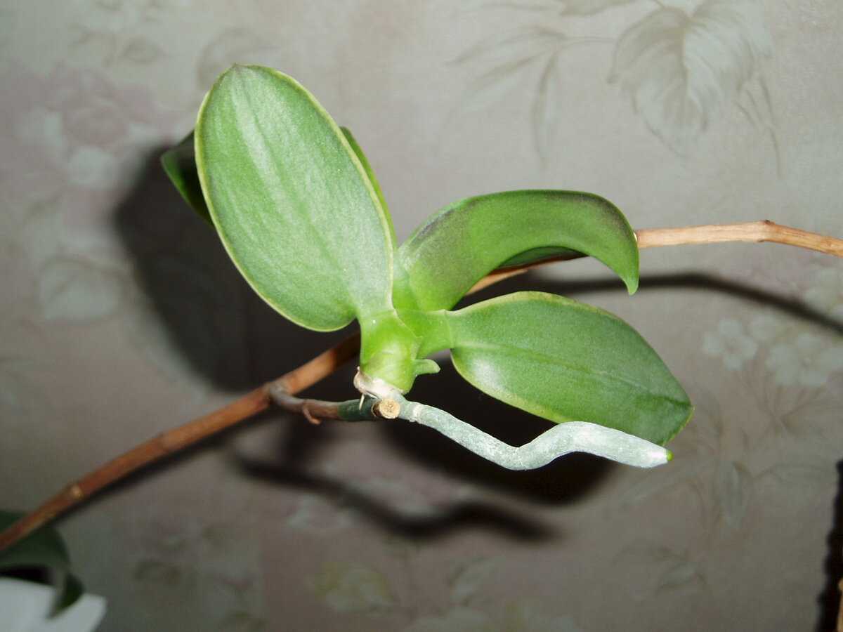 орхидея детки на цветоносе фото