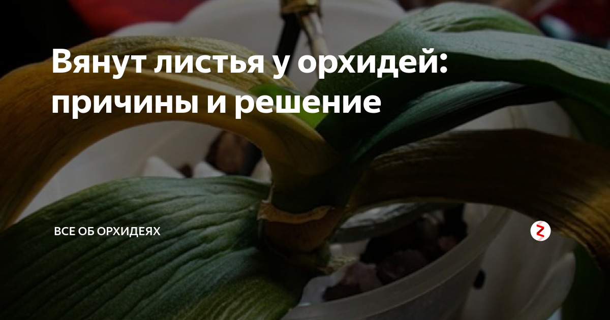 Почему не цветет орхидея – основные причины и решение проблемы в домашних условиях, что делать, если отсутствуют цветы после пересадки растения