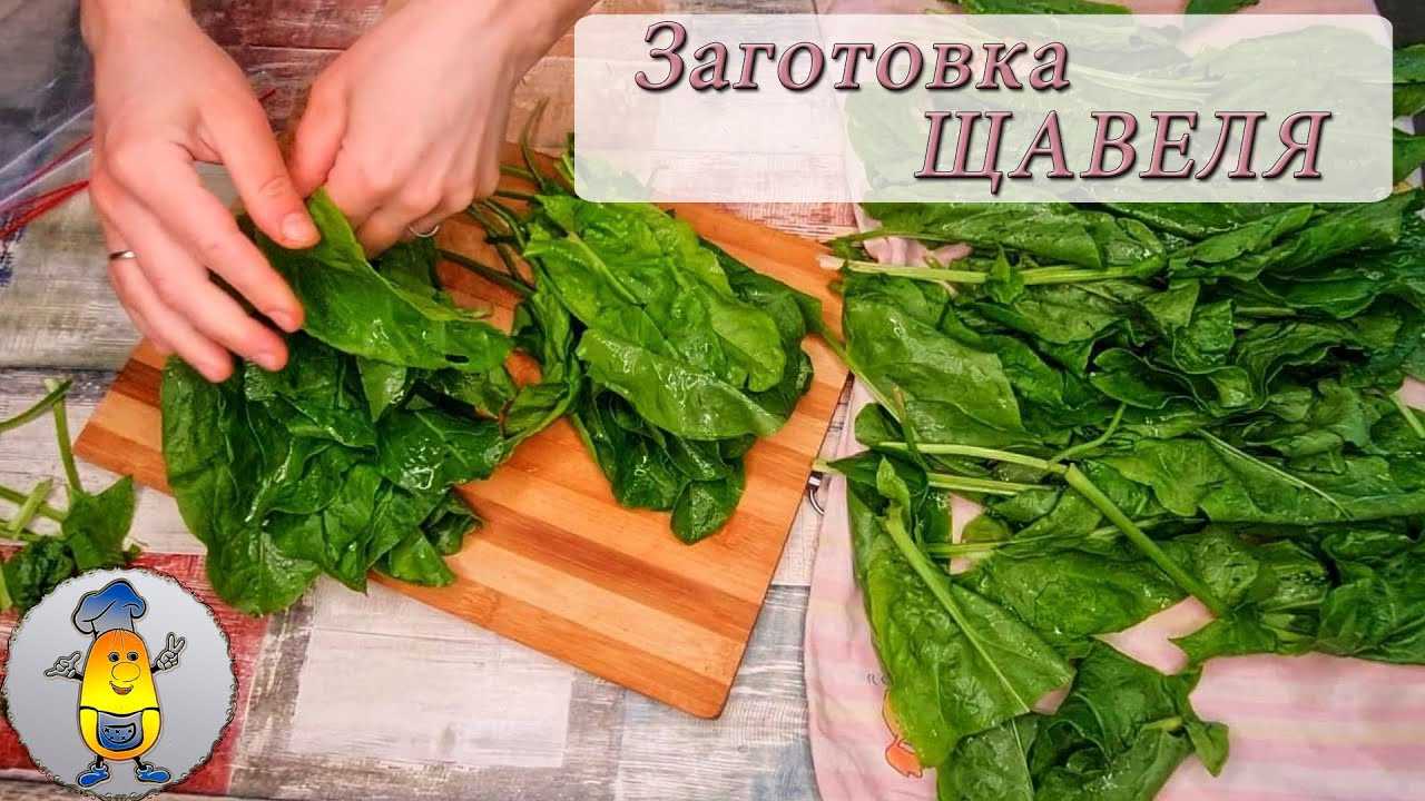 Как заморозить щавель на зиму и что делать, если нет места в морозилке?