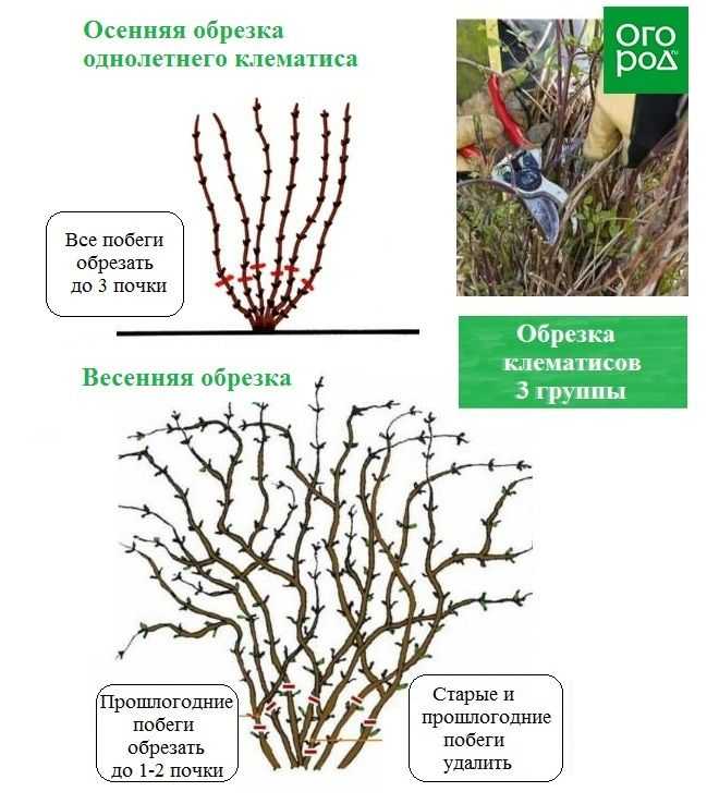 Выращивание выносливого клематиса из семян