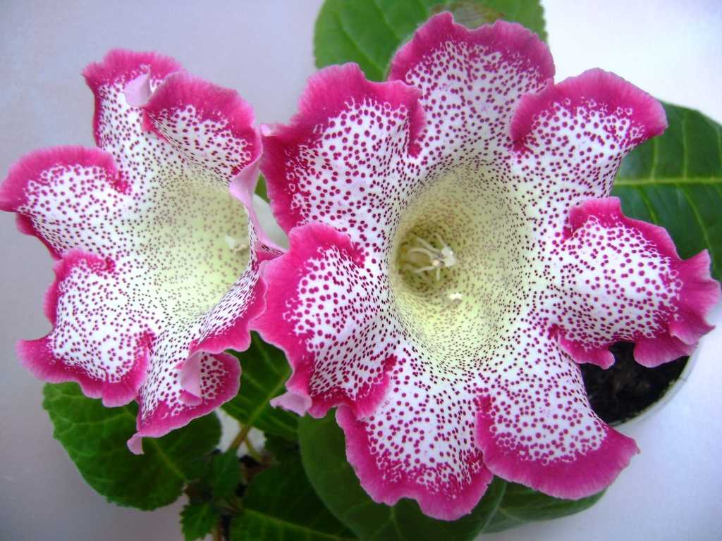 Фото глоксинии цветка в горшке