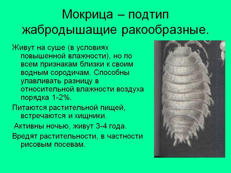 Сделайте описание мокрицы по следующему плану какую среду обитания освоили мокрица впр