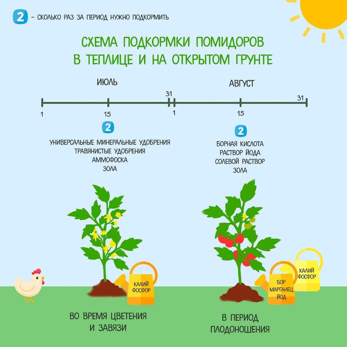 Подкормка томатов: когда и чем подкармливать помидоры