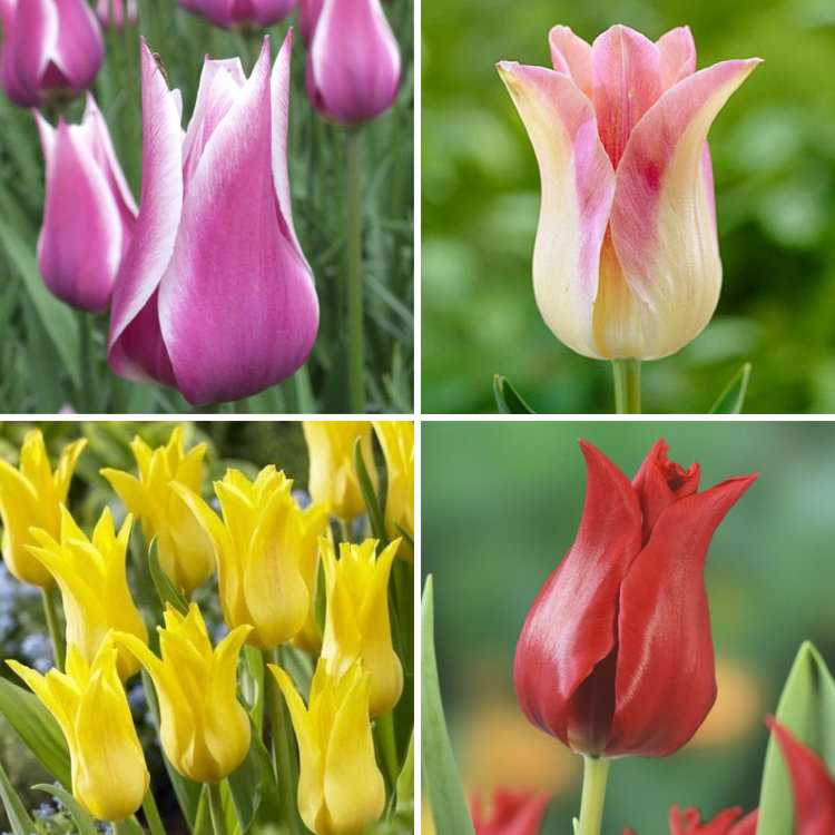 Тюльпаны виды и сорта фото с названиями