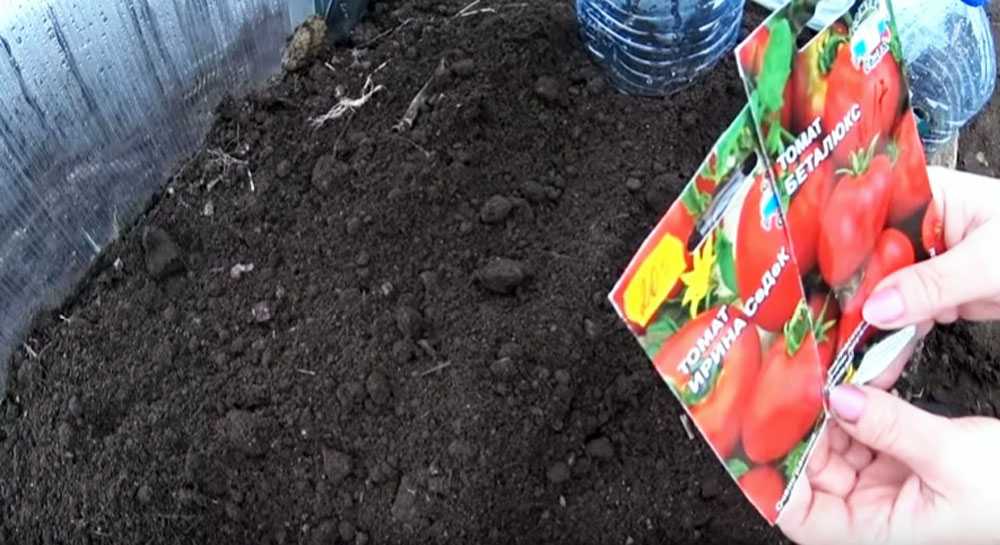 Когда высаживать семена томатов. Посадка томатов на рассаду. Посадка помидор в грунт. Посев помидор на рассаду. Посадка томатов в открытый грунт рассадой.