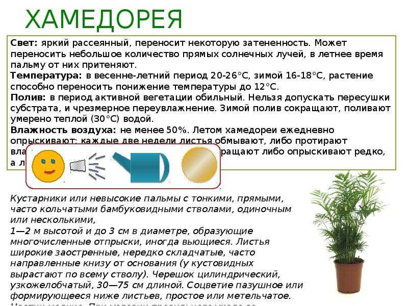 Пальма Хамедорея домашняя Подробно описано, как ухаживать, пересадить, размножить растение Дано описание и разновидности, болезни
