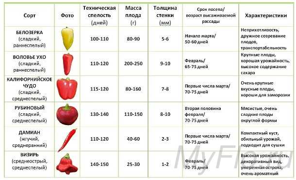 Когда сажать перец на рассаду в 2022 году