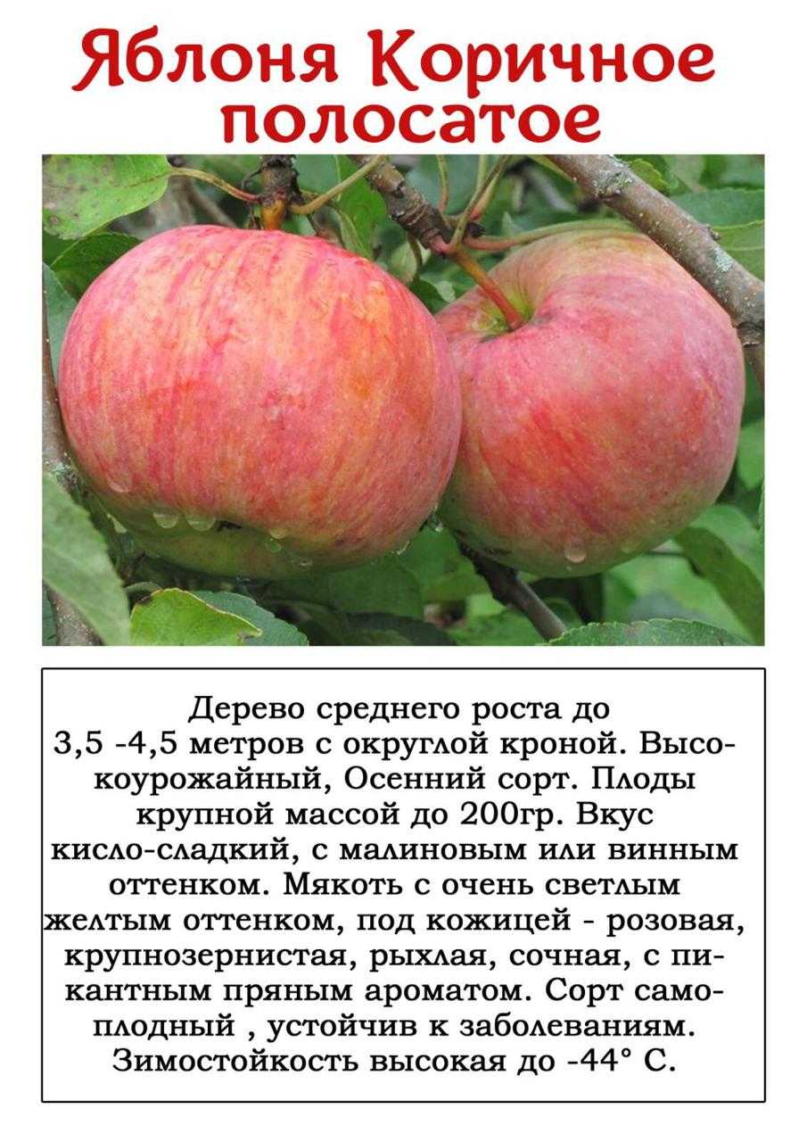 Сорт яблок коричное фото и описание сорта полосатое