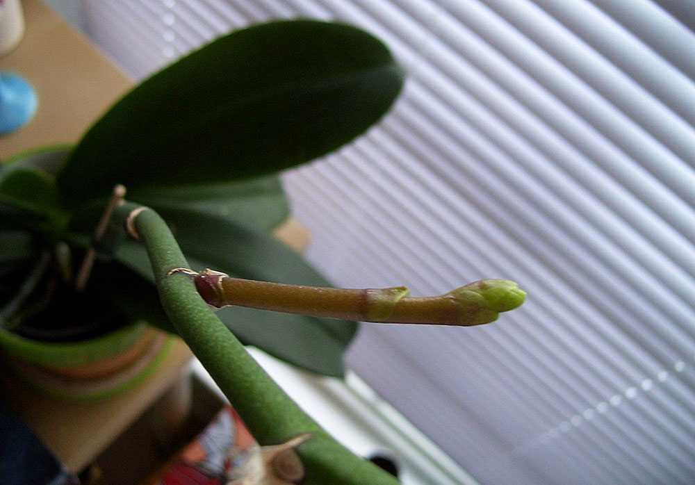 Как размножить орхидею листом в домашних условиях пошаговое фото