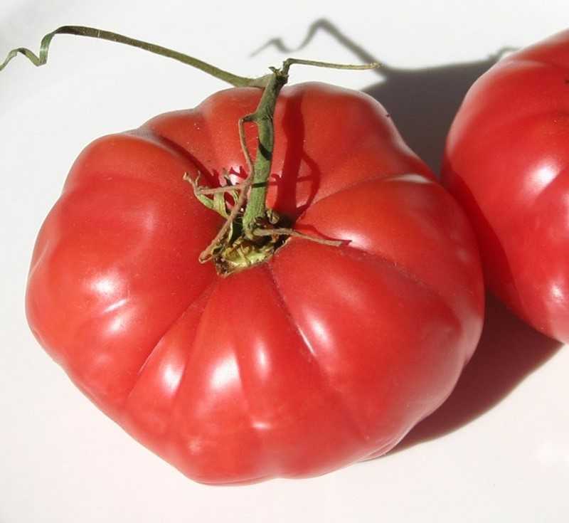 Кубышка томат отзывы. Томат малиновая кубышка. Семена томат кубышка. Томат кубышка гигантская. Сорт помидор кубышка.