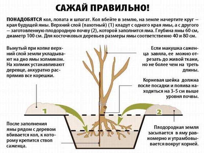 Как пересаживать орхидею: особенности ухода и выращивания, грунт, советы