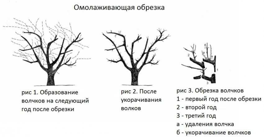 Как обрезать яблоню весной для начинающих схемы с подробным описанием